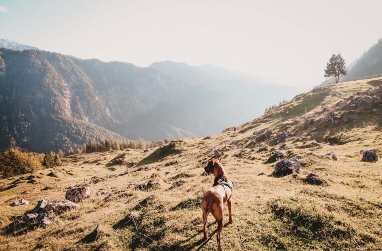 Großer Hund steht auf einem flach-steinigen Wiesen-Abhang an einem neblig sonnigen Alpen-Tal voller Nadelbäume