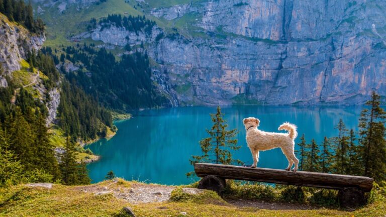 Beiger Hund auf Baumstamm Sitzbank schaut auf einen hellblauen Gebirgssee umringt von grünen Bäumen und grau-roten Bergen
