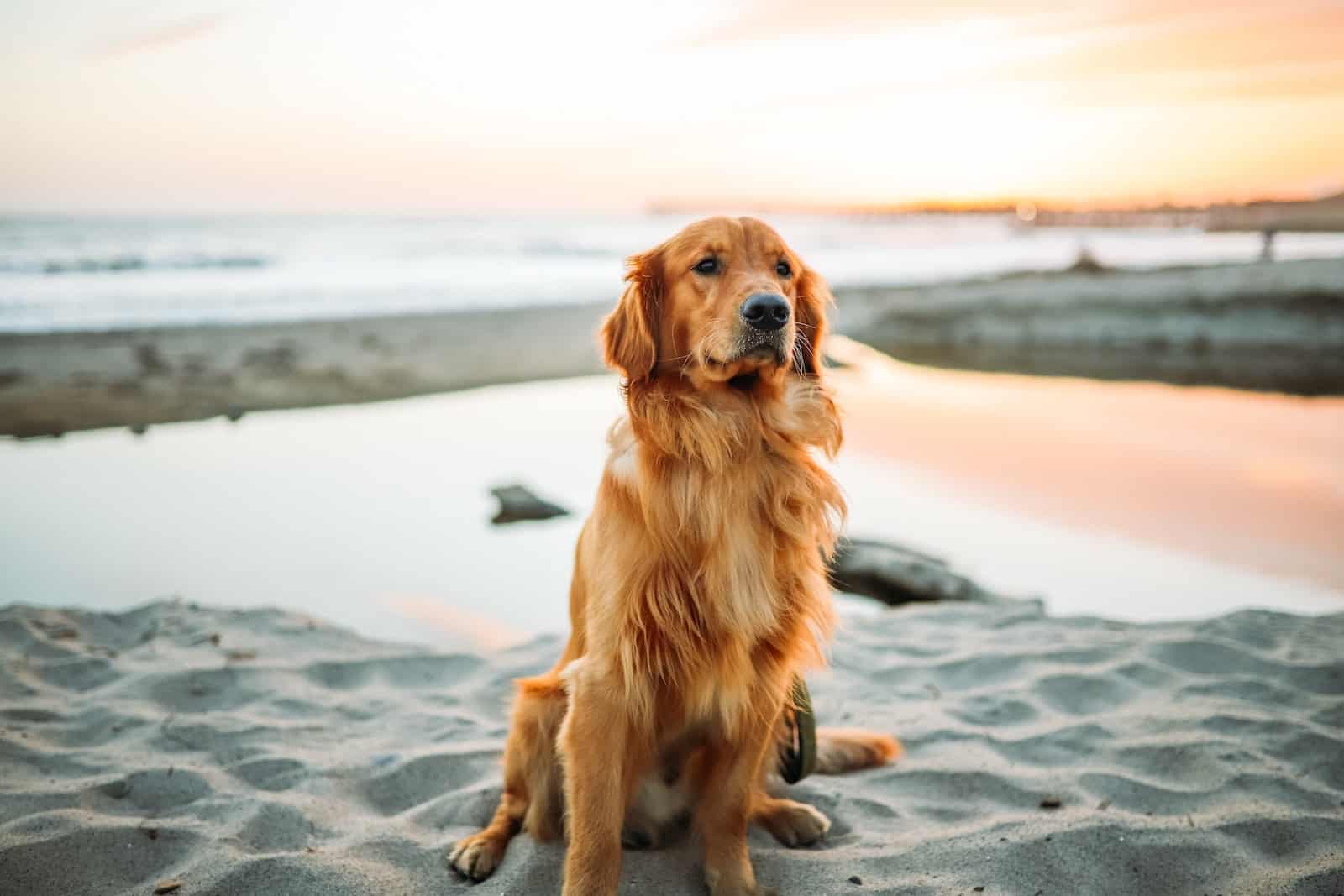 Großer rost-brauner Hund sitzt stolz im Sonnenuntergang am Strand