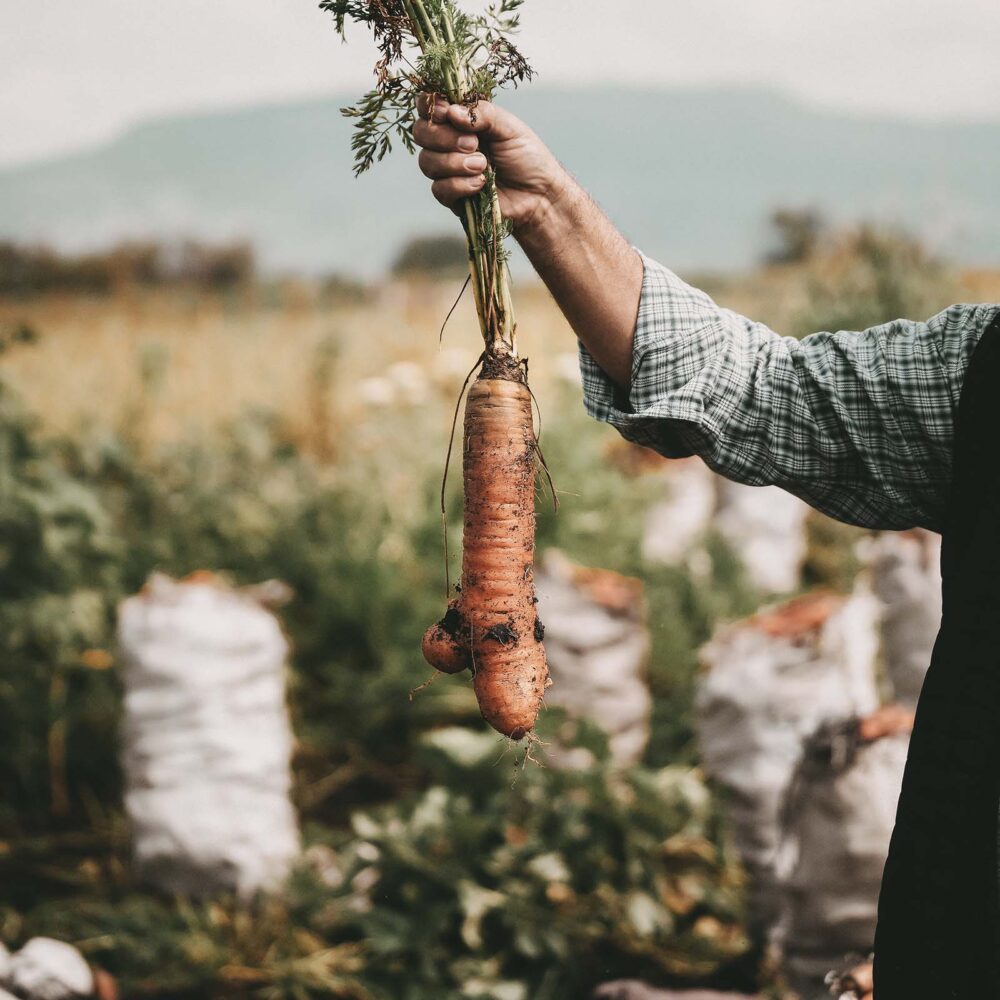Mann erntet frische Karotten auf Feld für Morosche Karottensuppe für Hunde bei Durchfall und Magendarmbeschwerden