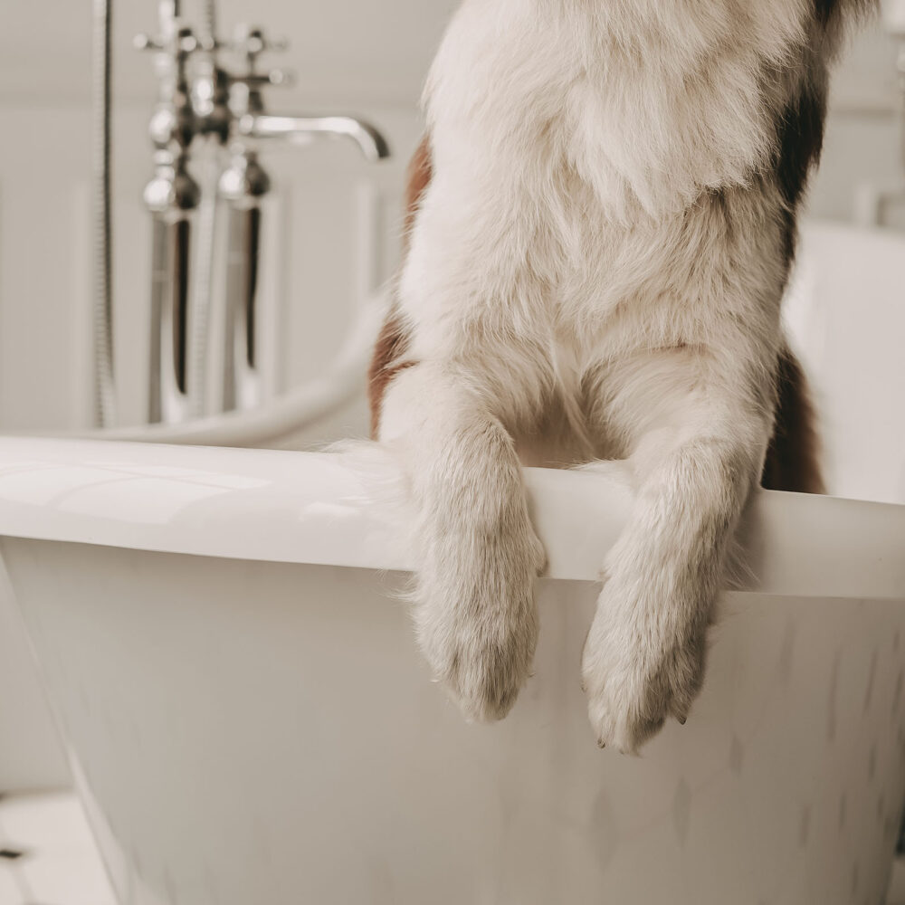 Hund in Badewanne zur medizinischen Behandlung zum Beispiel mit dem Erste Hilfe Set für Hunde von LILA LOVES IT