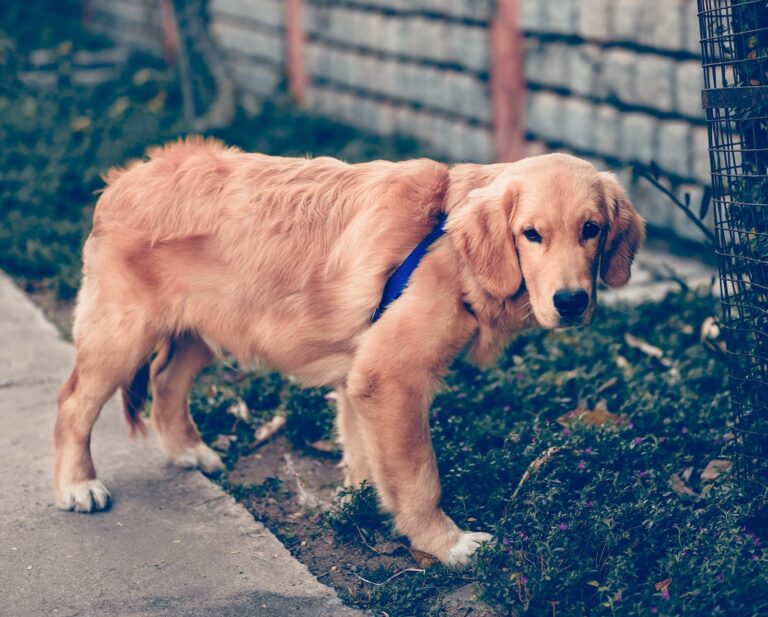 Großer, beiger Hund mit einem blauen Geschirr steht in grüner Heide vor einem Holzzaun am Rand eines Weges