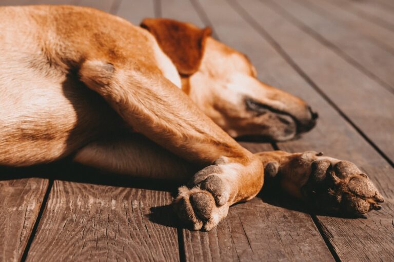 Kleiner rost-brauner Hund liegt schlafend in der Sonne auf einem Holzboden
