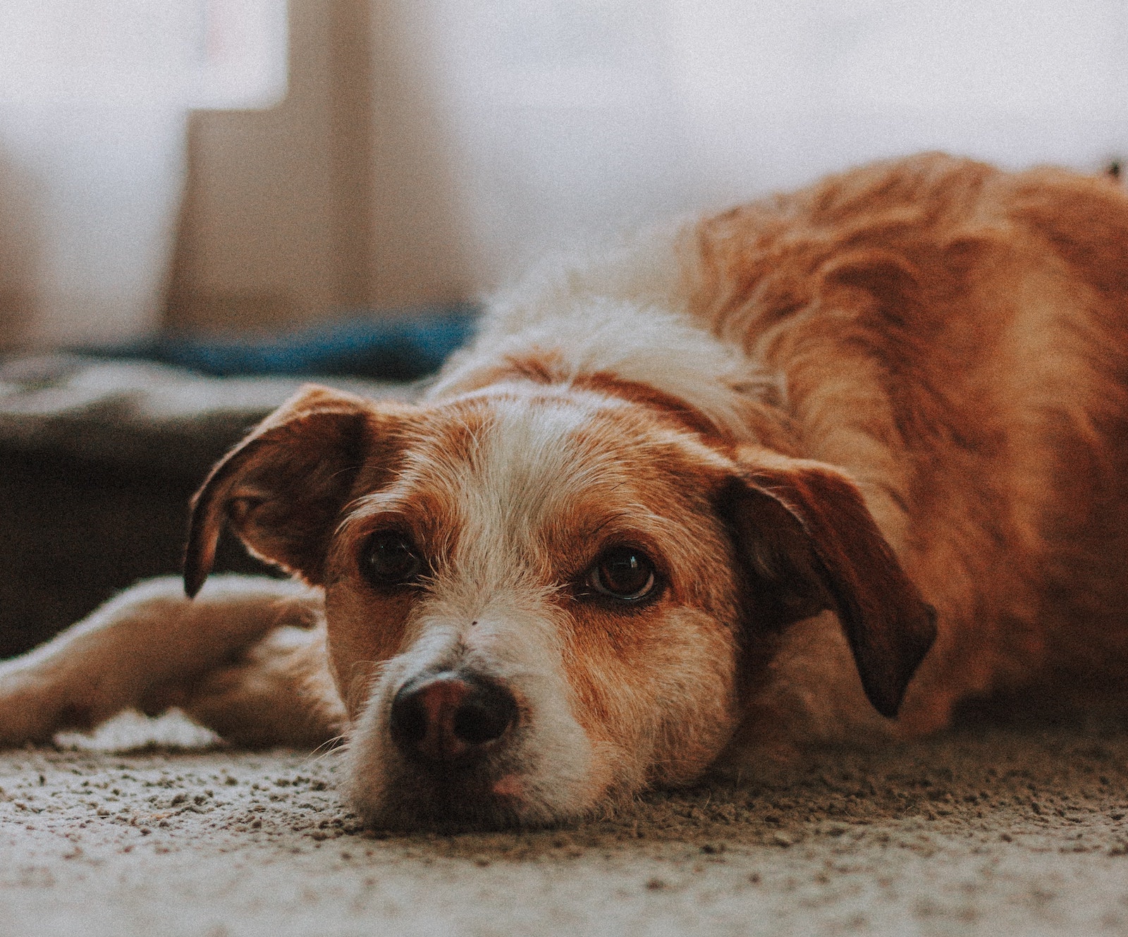 Älterer rost-braun und weißer Hund liegt auf einen Teppich vor seinem Hundebett und schaut gemütlich in die Kamera