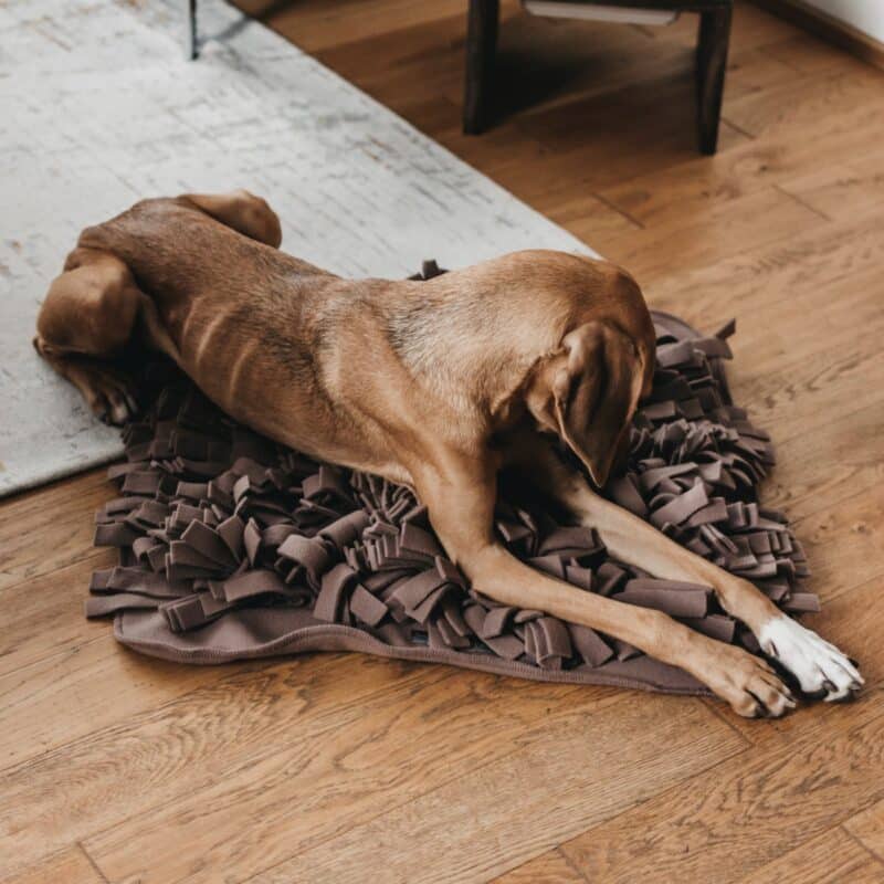 Brauner Hund liegt auf braun-grauem Fransenteppich als Intelligenz Spiezeug für Hunde zum erschnüffeln von Leckerli | LILA LOVES IT "Schnüffelteppich für Hunde"