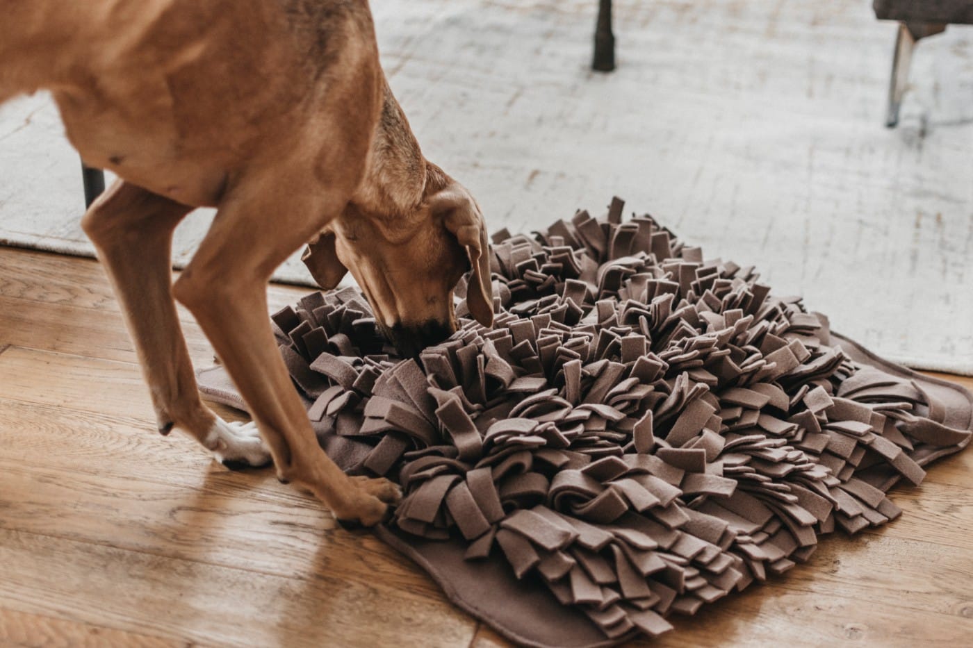 Brauner Hund spielt mit braun-grauem Fransenteppich als Intelligenz Spiezeug für Hunde zum erschnüffeln von Leckerli | LILA LOVES IT "Schnüffelteppich für Hunde"